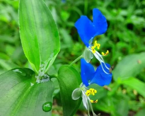 鴨跖草,蔬菜沖施肥