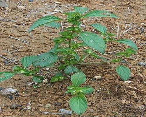 鐵莧菜,有機(jī)沖施肥