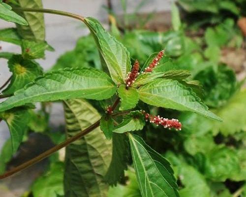 鐵莧菜,水溶肥廠家批發(fā)價(jià)格