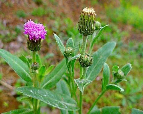 刺兒菜,噴施葉面肥