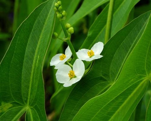 野慈姑,葉面肥廠家