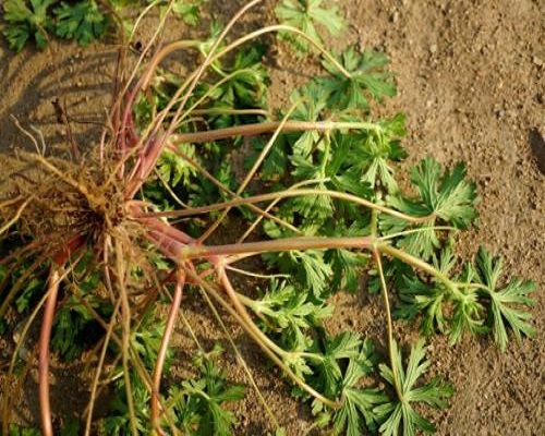 野老灌草,有機(jī)沖施肥