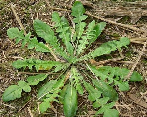 薺菜,水溶肥廠家供應(yīng)水溶肥