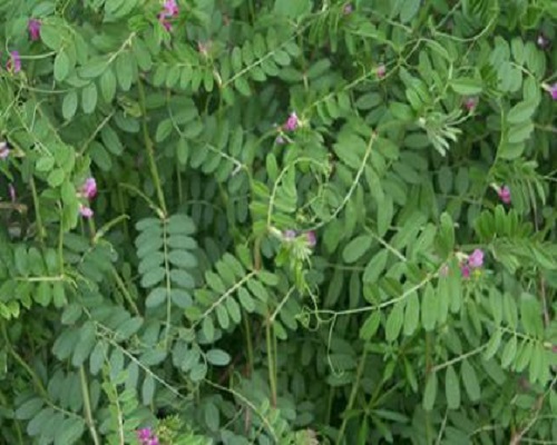 大巢菜,大量元素水溶肥標(biāo)準(zhǔn)