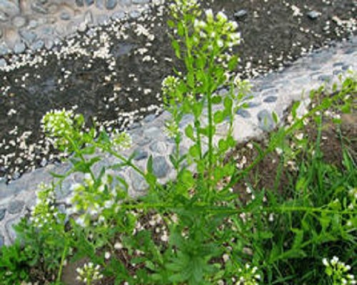 遏藍(lán)菜,氨基酸葉面肥