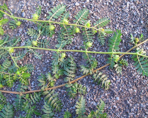 蒺藜,水溶肥生產(chǎn)廠家