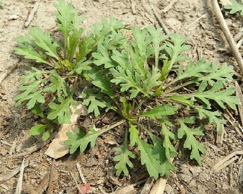 獨(dú)行菜,水溶肥廠家供應(yīng)水溶肥