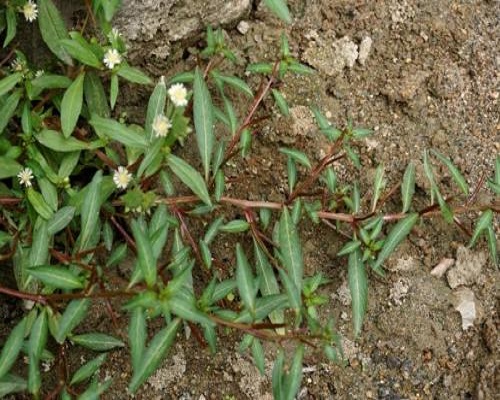 丁香蓼,腐植酸水溶肥廠家