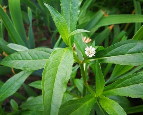 鱧腸,沖施肥價格