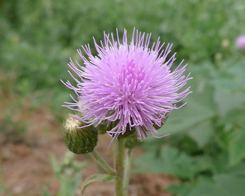 勝紅薊,進(jìn)口葉面肥沖施肥十大品牌