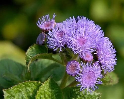 勝紅薊,國(guó)產(chǎn)最好的水溶肥牌子