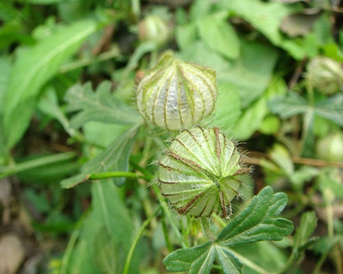 野西瓜苗,水溶肥廠家