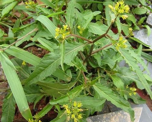 野油菜,氨基酸葉面肥