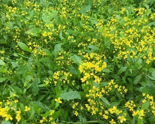 野油菜,蔬菜沖施肥