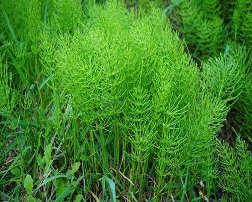 問荊,進口高鉀水溶肥廠家