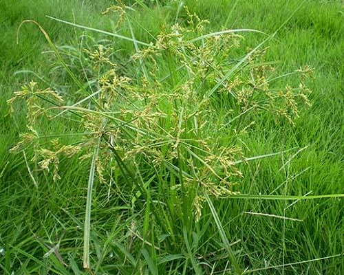 香附子,水溶肥廠家