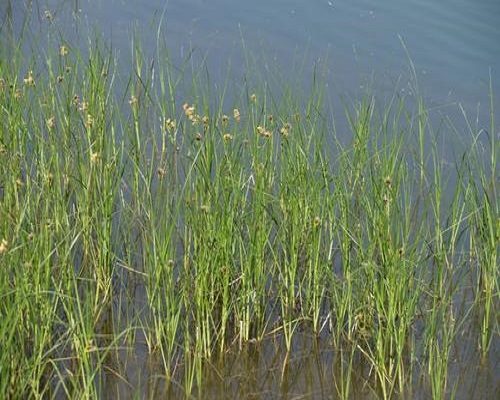 扁桿藨草,有機(jī)水溶肥