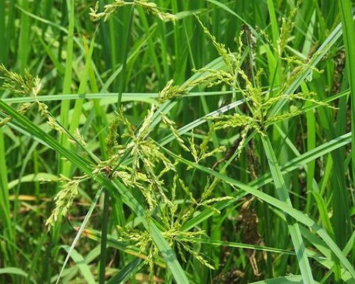 三方草,國(guó)產(chǎn)最好的水溶肥牌子