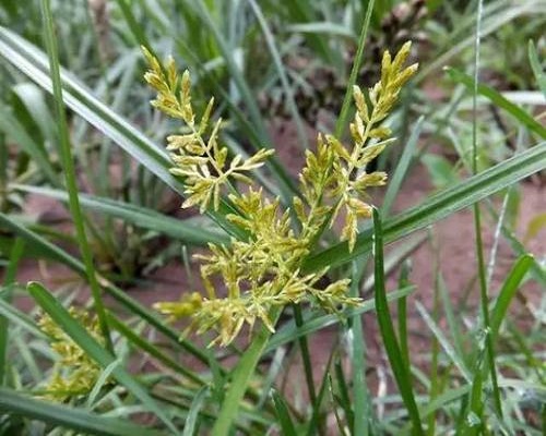 三方草,大量元素水溶肥