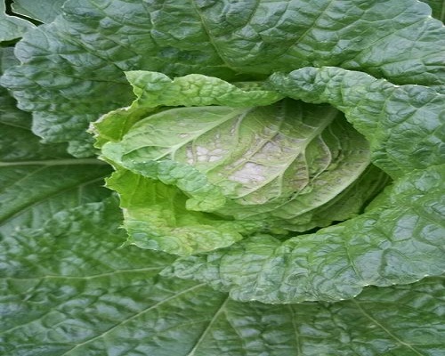 白菜缺鈣,大量元素水溶肥