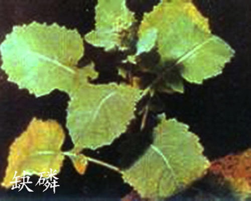 白菜缺磷,水溶肥價(jià)格