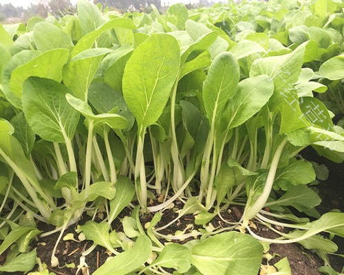 白菜黃葉,水溶肥廠家排名