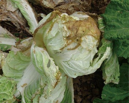 白菜爛疙瘩,大量元素水溶肥