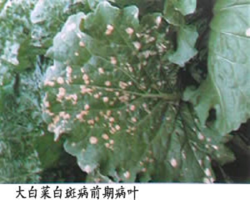 白菜白斑病葉片穿孔,水溶肥設(shè)備廠家