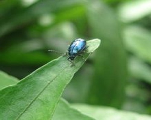 大猿葉甲,腐植酸水溶肥廠家