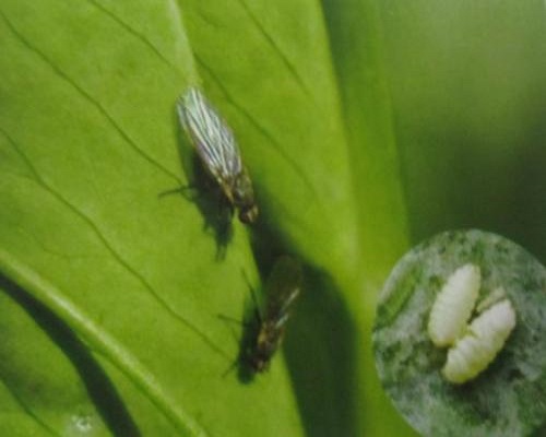 豌豆彩潛蠅,水溶肥標準