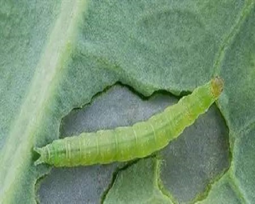 菜蛾,水溶肥生產(chǎn)廠家