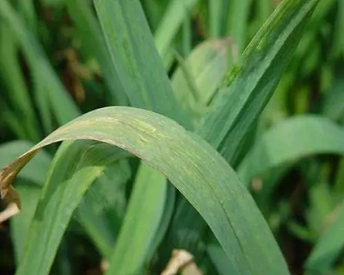 花葉病毒病,葉面肥價(jià)格