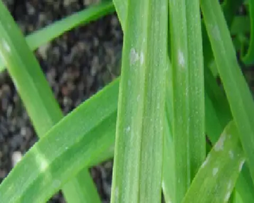 灰霉病,水溶肥廠家供應(yīng)水溶肥