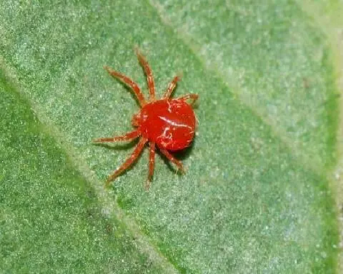 紅蜘蛛,葉面肥價(jià)格