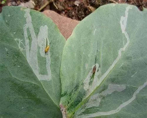 豌豆彩潛蠅,水溶肥廠家