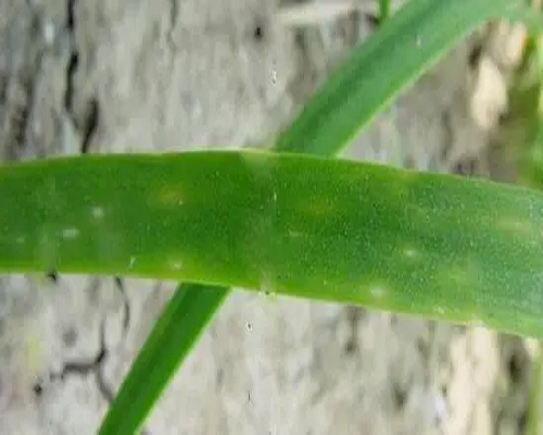 韭菜肥害,水溶肥十大名牌