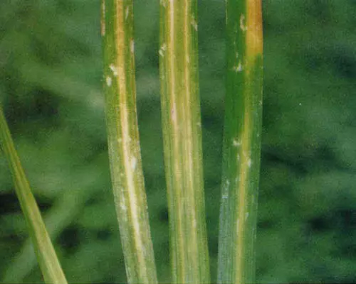 韭菜葉片黃帶,水溶肥價(jià)格