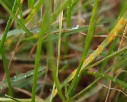 韭菜銹病,腐植酸水溶肥