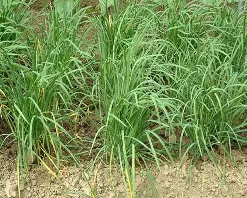 韭菜死棵,含腐殖酸水溶肥廠家