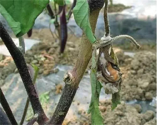 菌核病,氨基酸水溶肥生產廠家