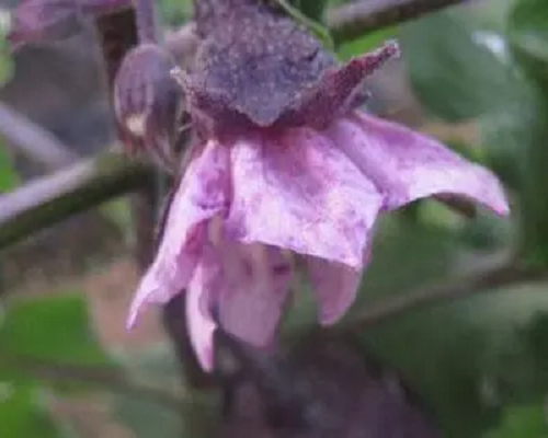 紫花病,蔬菜水溶肥