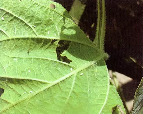 煙粉虱,草莓沖施肥