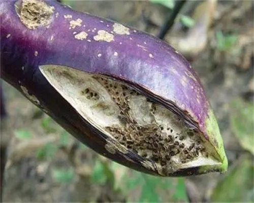 茄子裂果,有機水溶肥