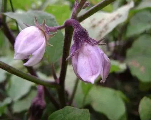 茄子落花,水溶肥生產(chǎn)廠家