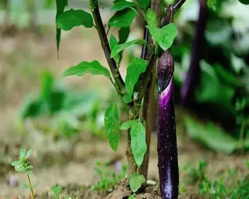 茄子旺長,有機沖施肥