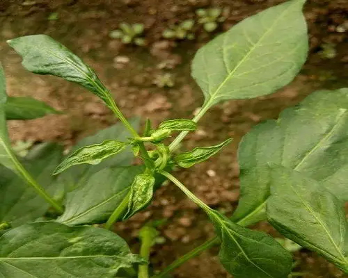 茄子多效唑藥害,水溶肥葉面肥