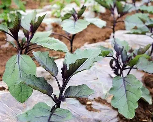 茄子多效唑藥害,中國(guó)十大名牌水溶肥