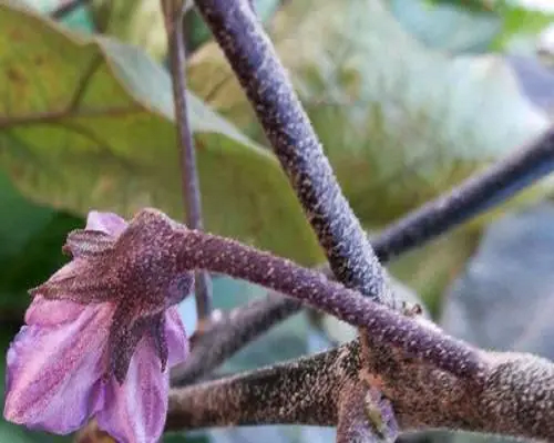 茄子花蕾不開放,水溶肥廠家供應(yīng)水溶肥