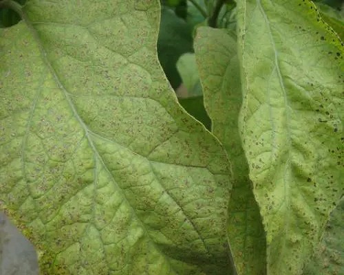 茄子缺硫,水溶肥生產(chǎn)廠家