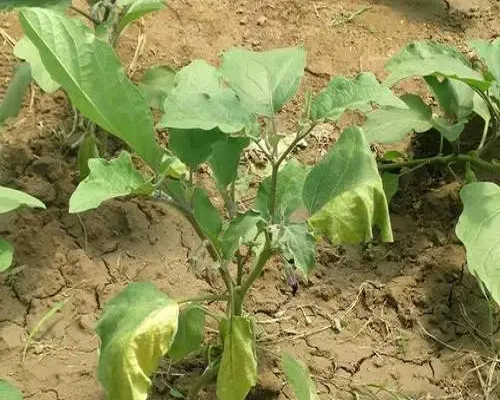 茄子缺鐵,大量元素水溶肥廠家